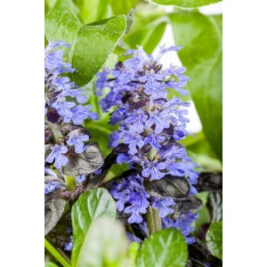 Blühender Günsel (Ajuga Reptans) im 9x9 cm Topf, ideal als Bodendecker.