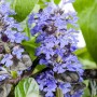 Blühender Günsel (Ajuga Reptans) im 9x9 cm Topf, ideal als Bodendecker.
