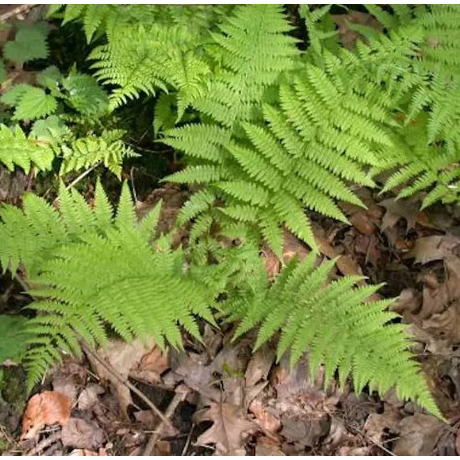 Wald Frauenfarn - Athyrium filix femina