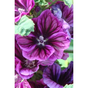 Nahaufnahme der violetten Blüten der Mauretanischen Malve (Malva) im Topf von GROW by OBI.