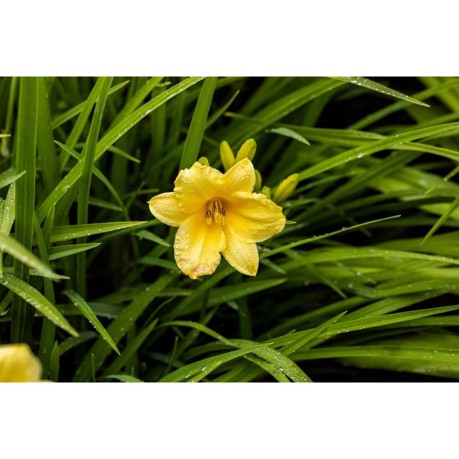 Hemerocallis X Cult. Happy Returns Taglilie Ca. 9x9 cm Topf günstig online kaufen
