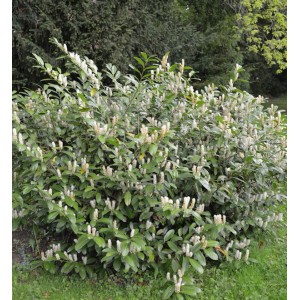 Blühende Zwerglorbeerkirsche Piri (Prunus laurocerasus) im Garten.