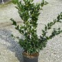 Japanischer Liguster im Topf, ca. 60-80 cm hoch. Immergrüner Strauch für Hecken und Kübel.