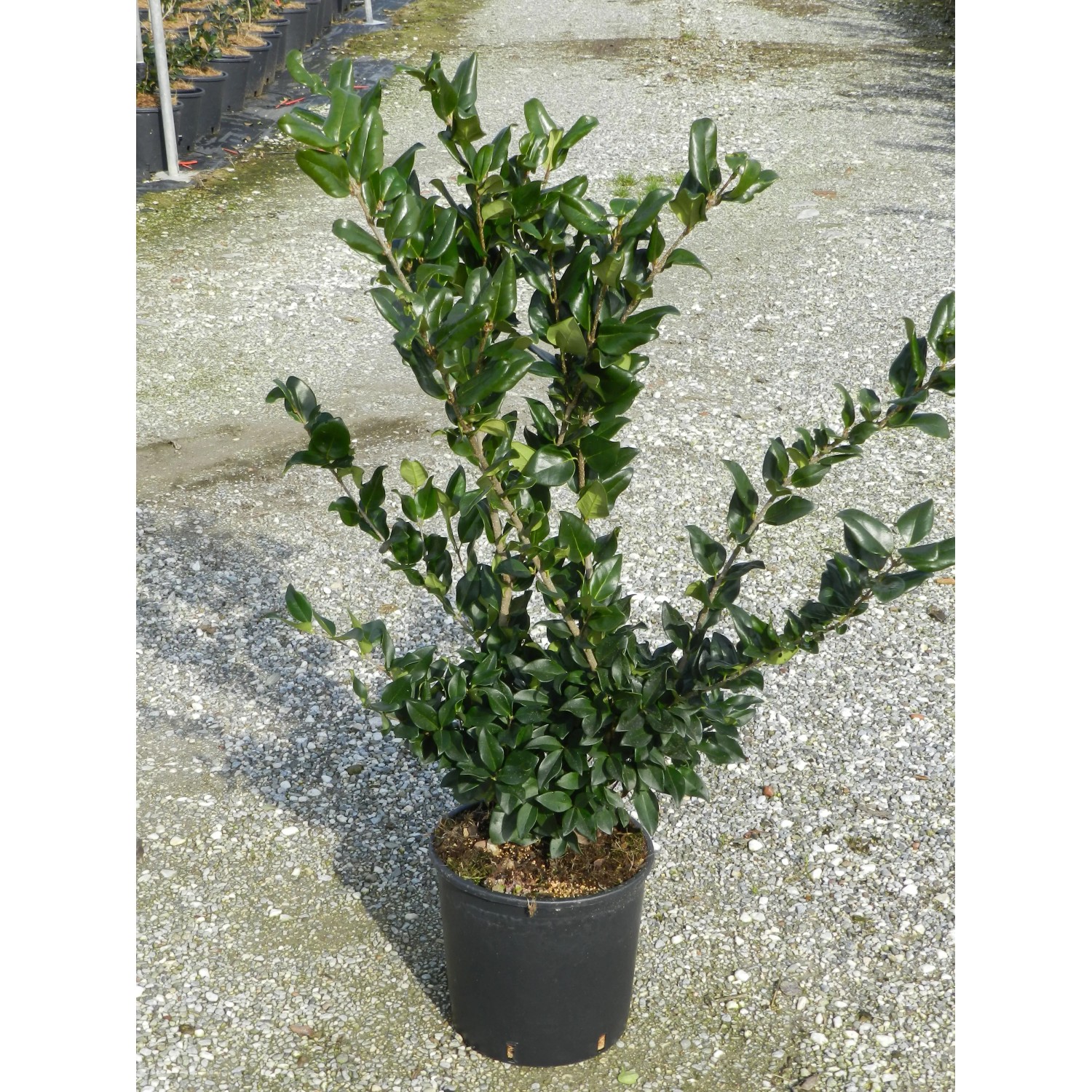 monstera plants online Buy a Monstera Plant In Tokyo Planter | PAN India Delivery main image 0