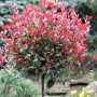 Hochstamm Glanzmispel Little Red Robin, 60-80cm, mit roten Blättern im Garten.