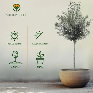 Hochstämmiger, 170 cm Olivenbaum (Olea Europaea) im Topf, ca. 15 Jahre alt, winterhart bis -18°C.