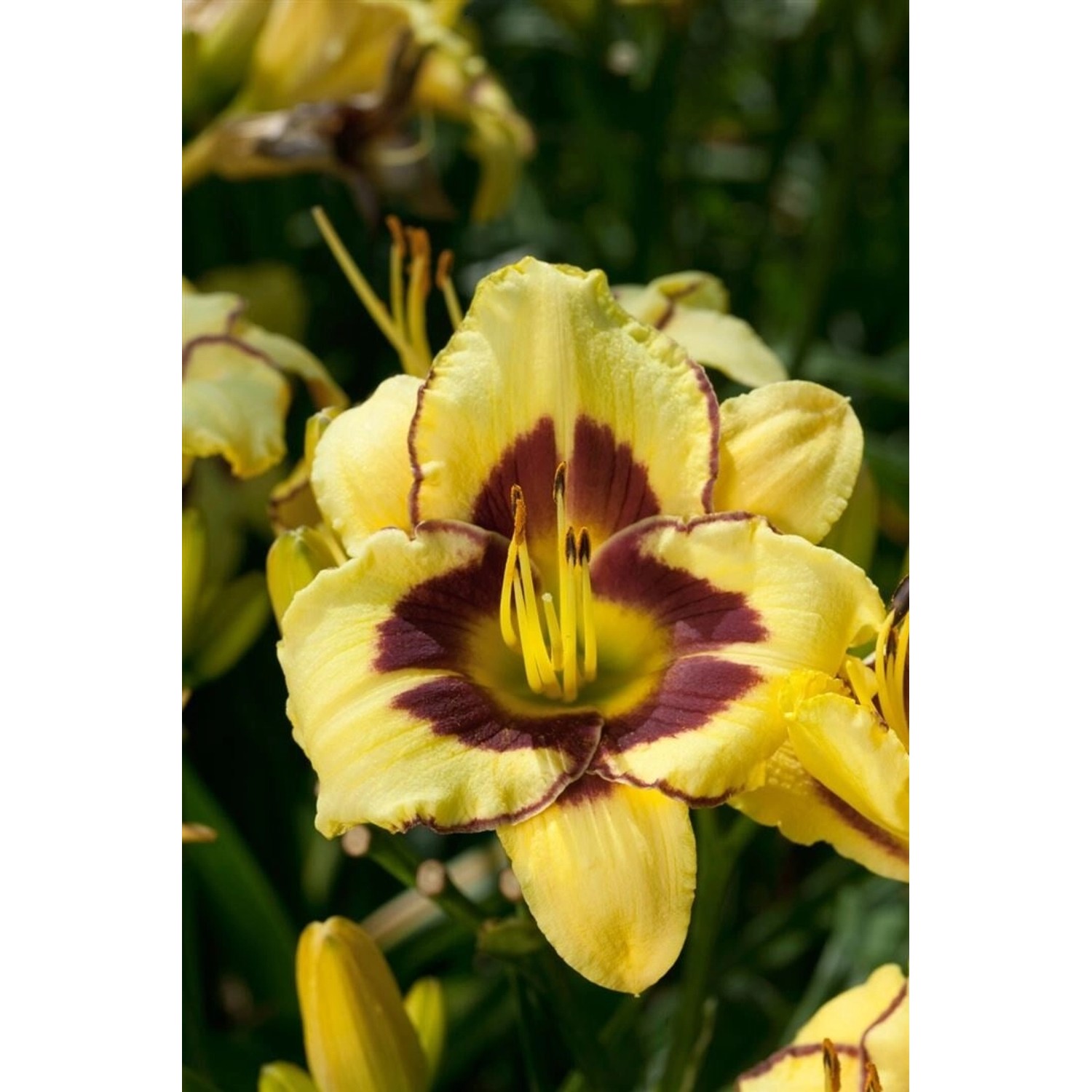 Hemerocallis X Cult. El Desperado Taglilie Ca. 11x11 cm Topf günstig online kaufen