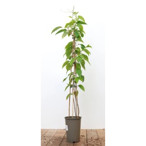 Actinidia Chinensis Jenny Kiwi im Topf, selbstfruchtend, 60-100 cm hoch.