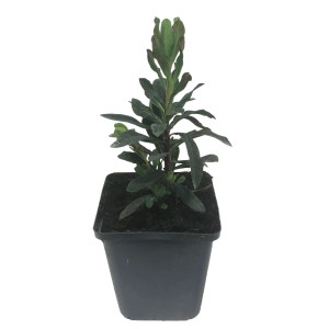 Wolfsmilch (Euphorbia) im Topf, ca. 15 cm hoch. Wintergrüne Staude für sonnige Standorte.