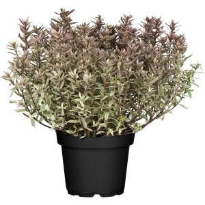 Strauchveronika 'Magicolours' im Topf, ca. 10-20 cm hoch. Ideal für Steingärten und Kübel.