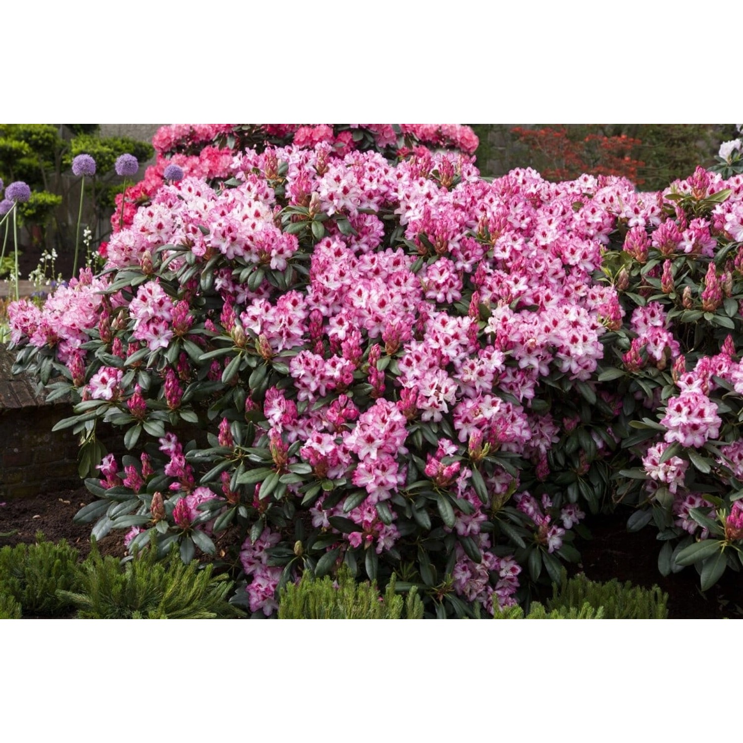 Rosa blühender Rhododendron Hybr. Hachmanns Charmant, 30–40 cm hoch.