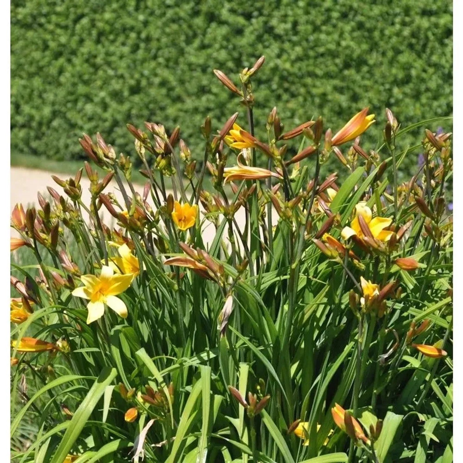Späte Wiesentaglilien - Hemerocallis thunbergii