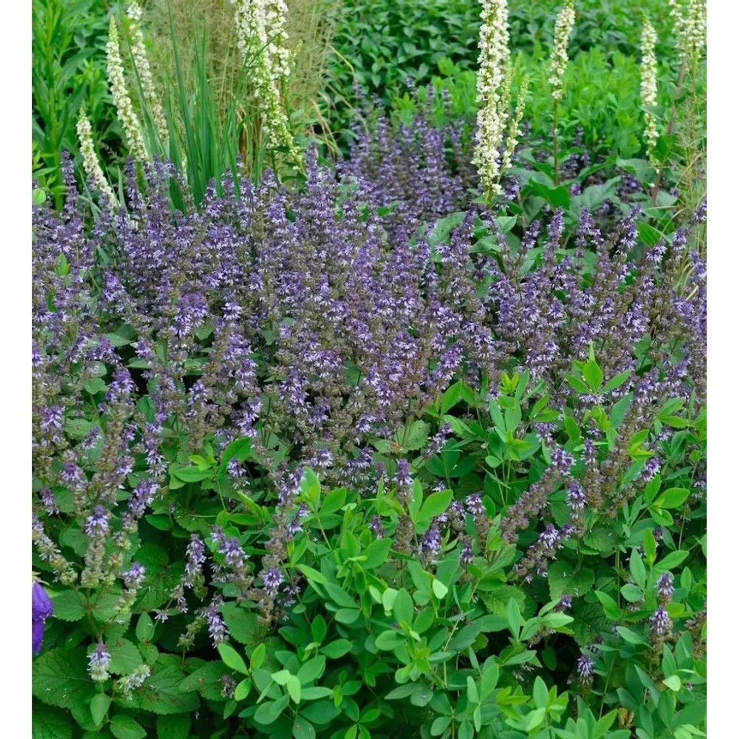 Quirlblütiger Salbei - Salvia verticillata