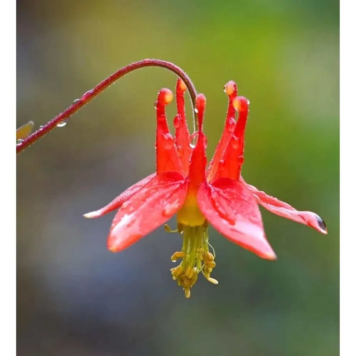Kanadische Akelei Little Lanterns - Aquilegia canadensis