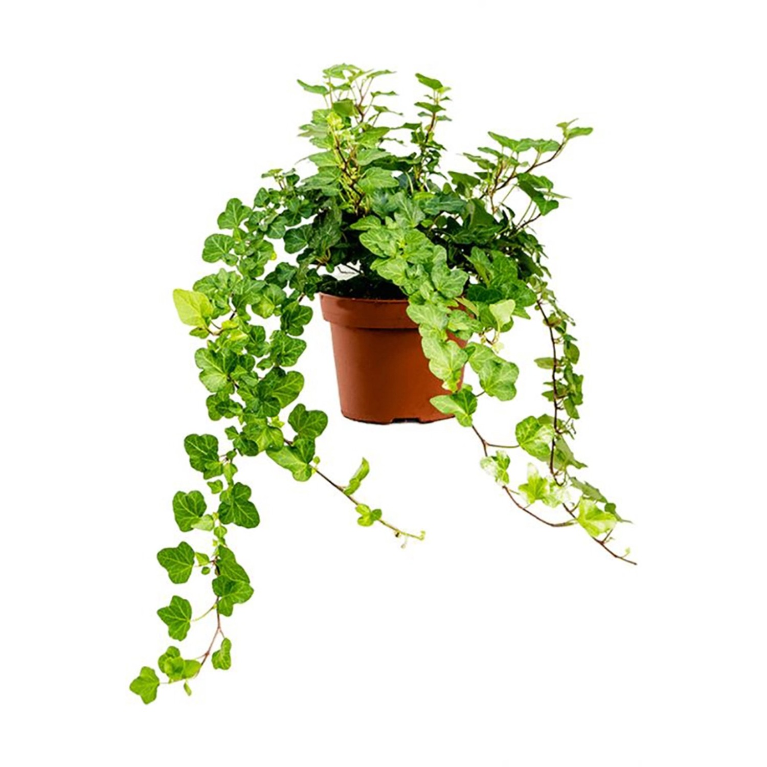 GROW by OBI Efeu Wonder Topf-Ø ca. 13 cm Hedera Helix