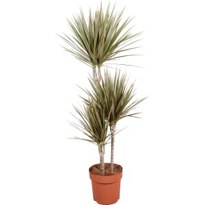 Drachenbaum, ca. 100-120 cm hoch, im Topf. Dekorative Zimmerpflanze für helle Standorte.