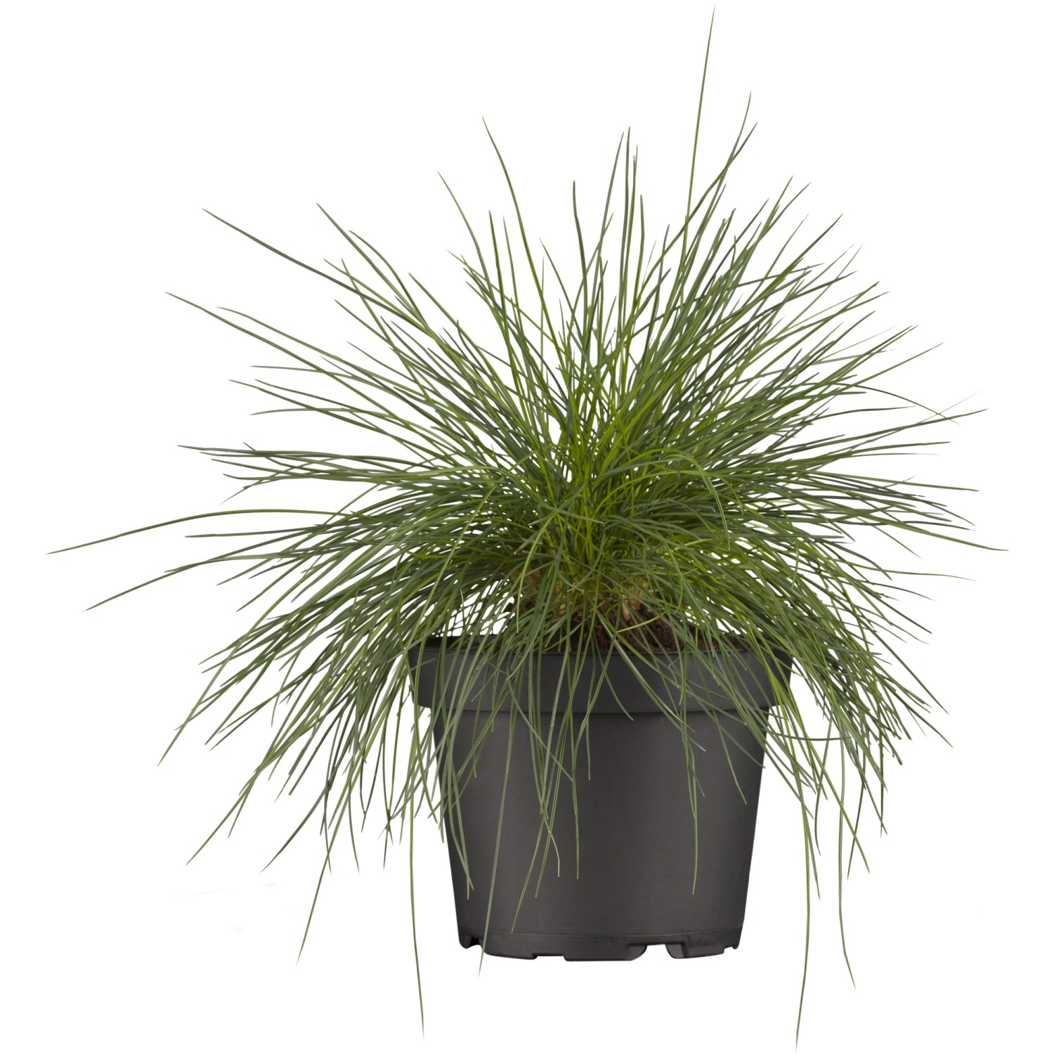 Blau-Schwingel Braungelb Topf-Ø ca. 9 cm x 9 cm Festuca