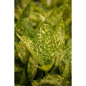 Detailaufnahme der grün-gelb gefleckten Blätter einer Japanischen Aukube (Aucuba japonica Variegata).