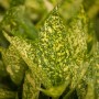 Detailaufnahme der grün-gelb gefleckten Blätter einer Japanischen Aukube (Aucuba japonica Variegata).