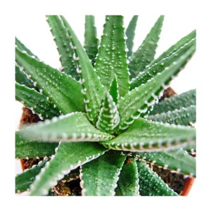 Zebra-Haworthie (Haworthia fasciata) im 8,5cm Topf. Sukkulente mit markanten weißen Streifen.