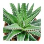 Zebra-Haworthie (Haworthia fasciata) im 8,5cm Topf. Sukkulente mit markanten weißen Streifen.