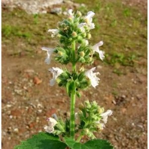 Nahaufnahme der blühenden Katzenminze Snowflake (Nepeta faassenii) Staude mit weißen Blüten.