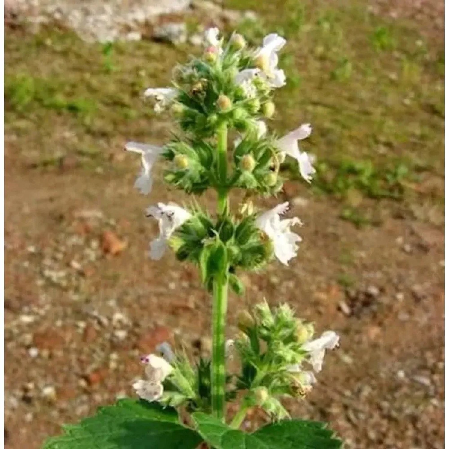 Nahaufnahme der blühenden Katzenminze Snowflake (Nepeta faassenii) Staude mit weißen Blüten.