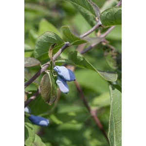 Nahaufnahme der Honigbeere 'Eisbär' (Lonicera kamtschatica) mit blauen Beeren und grünen Blättern.