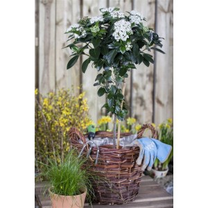 Immergrüner Viburnum Tinus Lorbeer-Schneeball (30–40 cm) im Korb mit Gartenwerkzeug.