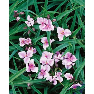 Tradescantia 'Bilberry Ice' im 9x9 cm Topf: Staude mit zarten, violetten Blüten und grünen Blättern.