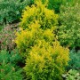 Goldgelbe Chamaecyparis pisifera Plumosa Flavescens Heckenpflanze im Garten.