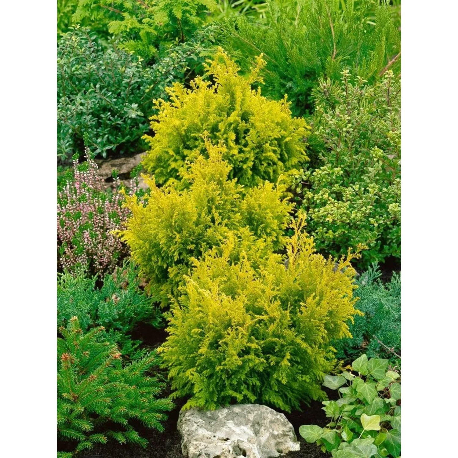 Goldgelbe Chamaecyparis pisifera Plumosa Flavescens Heckenpflanze im Garten.