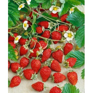 Walderdbeeren (Fragaria Vesca) im Topf mit roten Früchten und weißen Blüten.