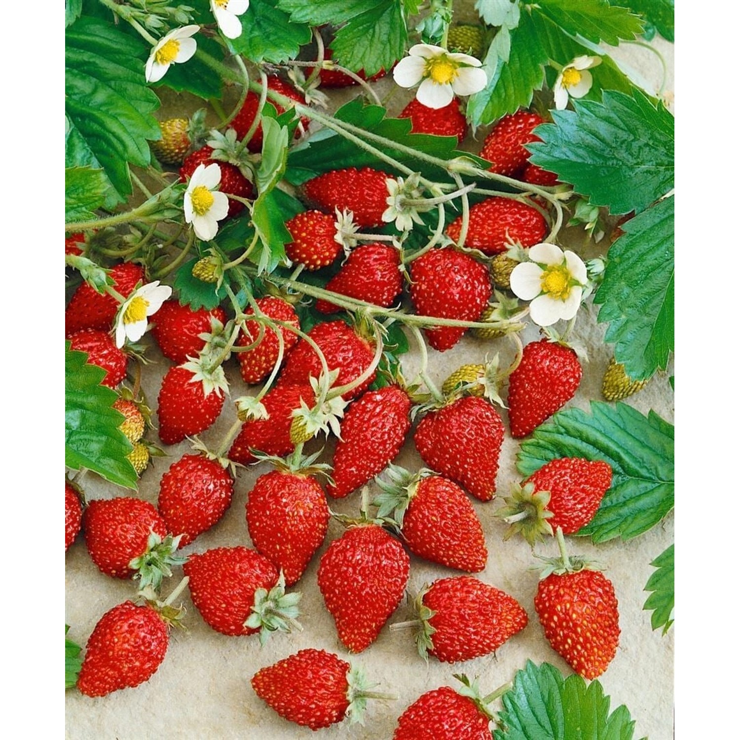 Fragaria Vesca Var. Semperfl. Alexandria Walderdbeere Ca. 9x9 Cm Topf günstig online kaufen