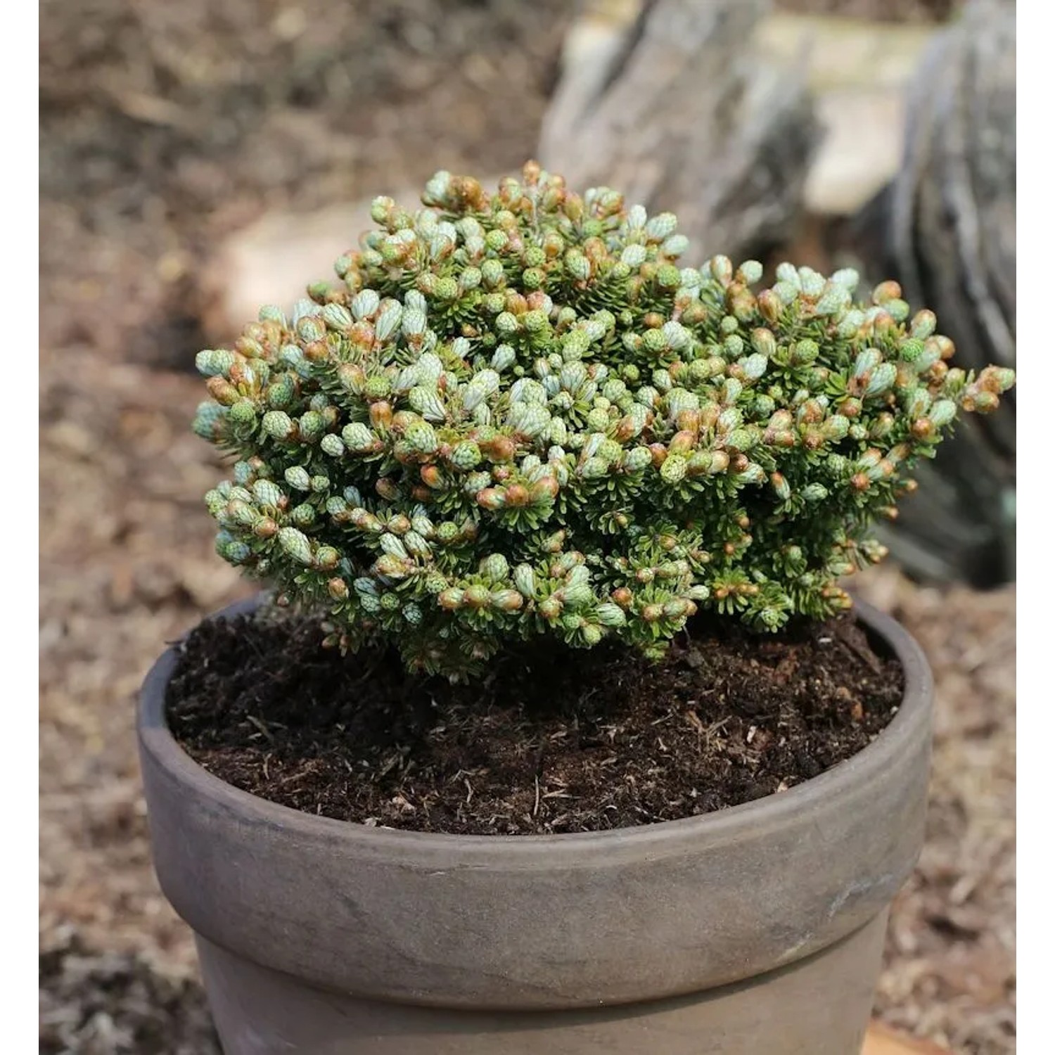 Koreatanne Silberperl 15-20cm - Abies koreana