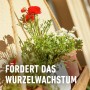 Blühende Balkonpflanzen im Topf, gedüngt mit Compo Balkon- und Kübelpflanzendünger.