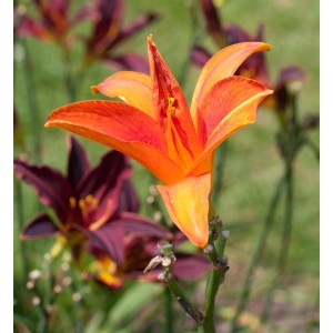 Nahaufnahme einer orangefarbenen Taglilie 'Bruno Müller' im Garten.