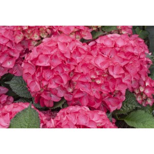 Nahaufnahme der roten Blüten der Bauernhortensie Hydrangea Red Angel, Blühende Zimmerpflanze.