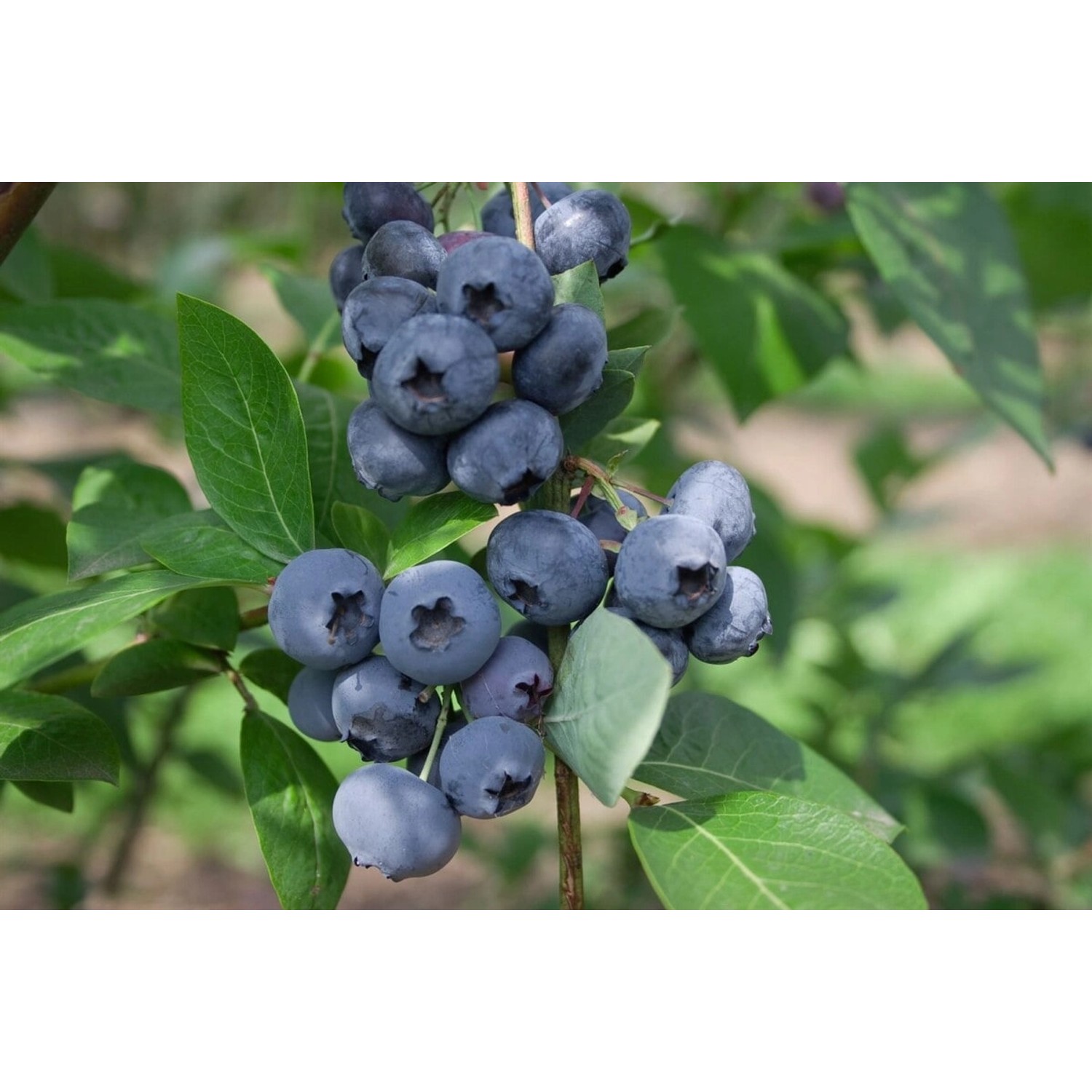 Vaccinium Corymbosum Elliot Heidelbeere 25–30 Cm günstig online kaufen