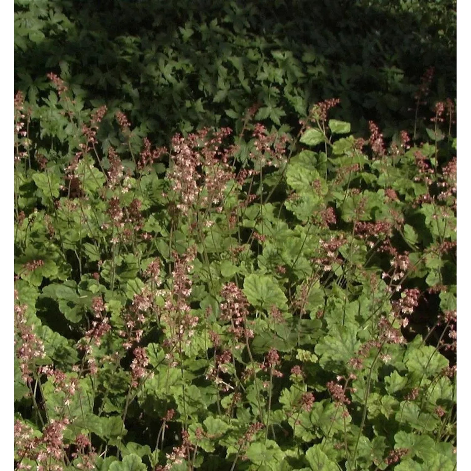 Teppich Purpurglöckchen - Heucherella tiarelloides günstig online kaufen