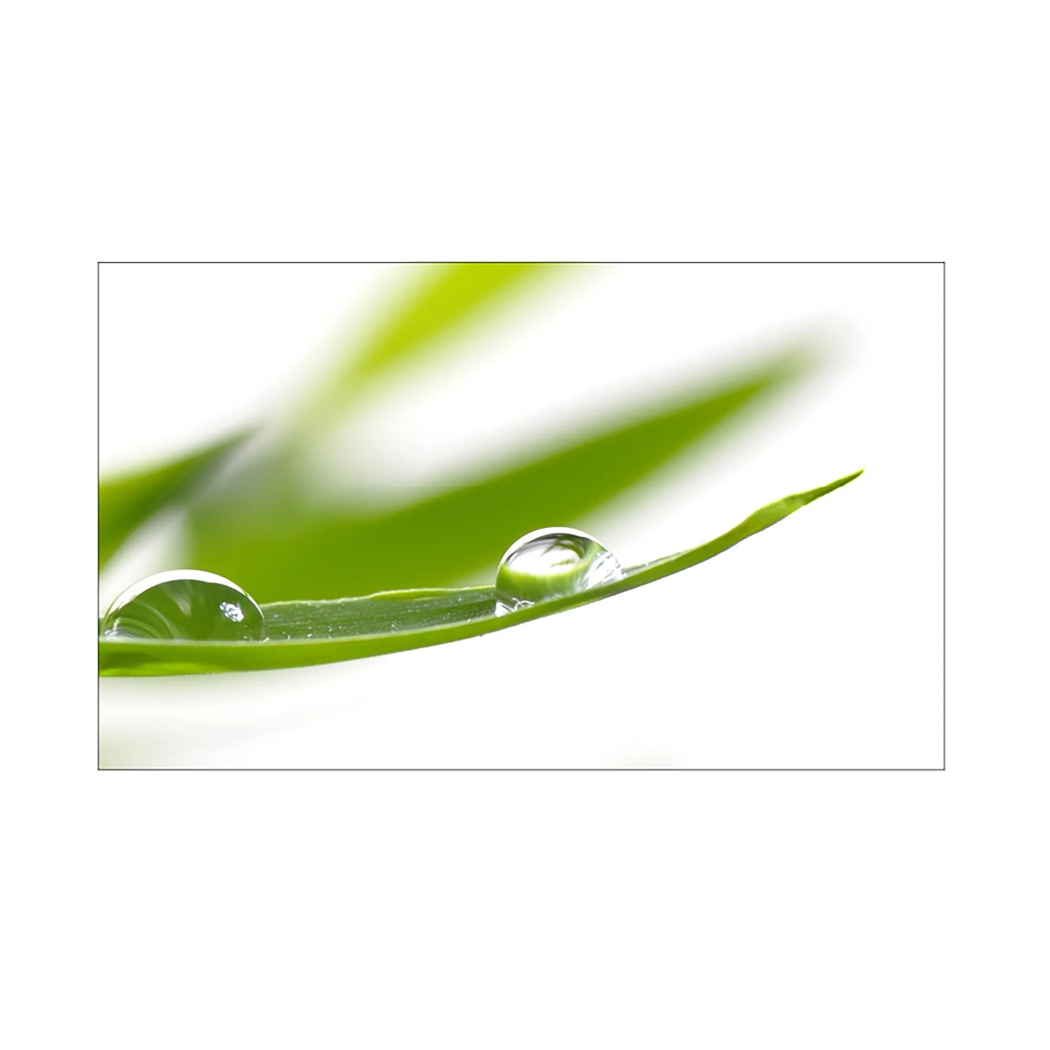 MySpotti Küchenrückwand Profix Cucina Dew Drop 100 x 60 cm Grasgrün