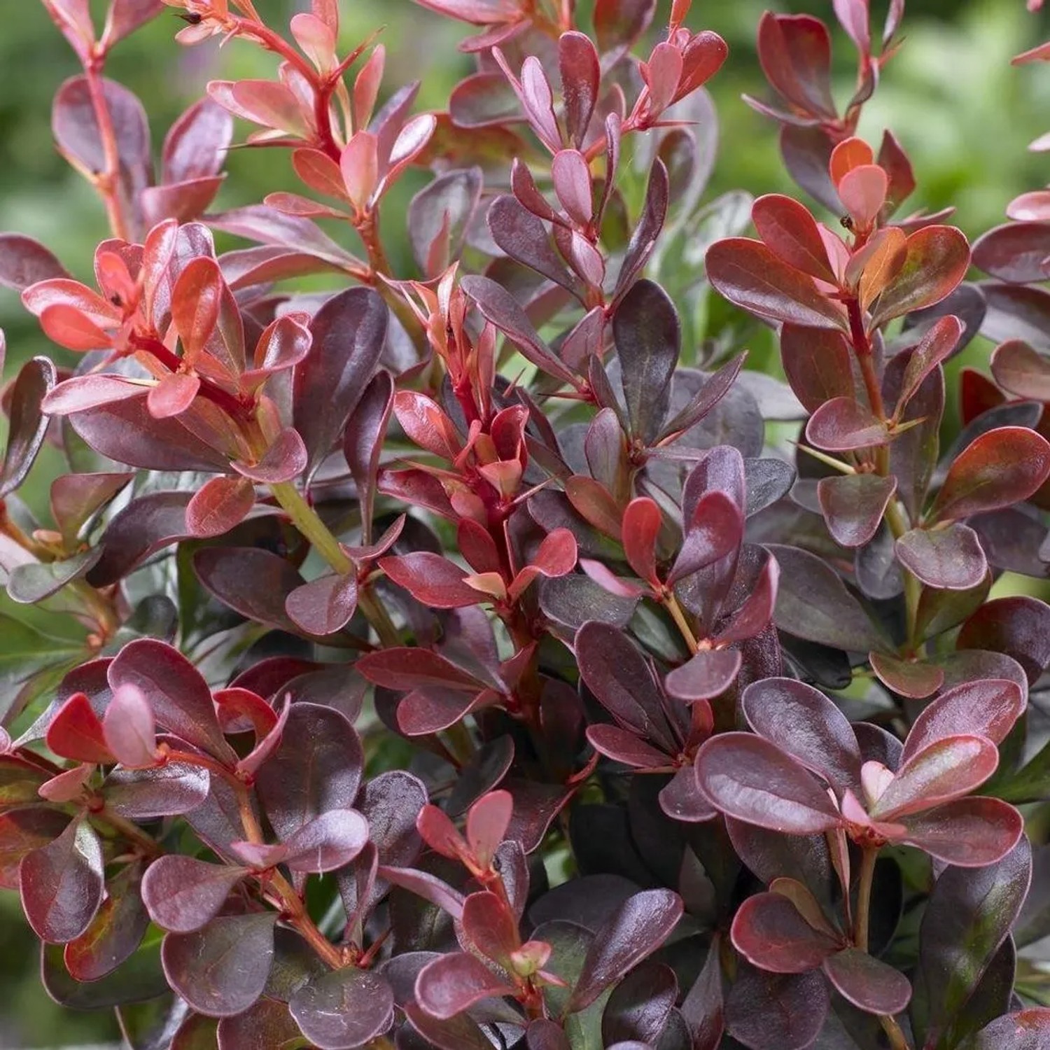 Berberitze 'Atropurpurea Nana' Berberis thunbergii 20 bis 25 cm im Container Kompakt