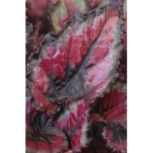 Detailaufnahme einer Blattbegonie (Begonia rex) mit auffälligen, rot-grün panaschierten Blättern.