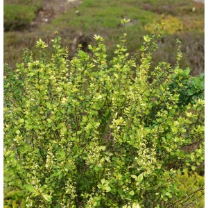 Beberitze Powwow, Berberis thunbergii mit grün-gelbem Laub, 40-50cm hoch.