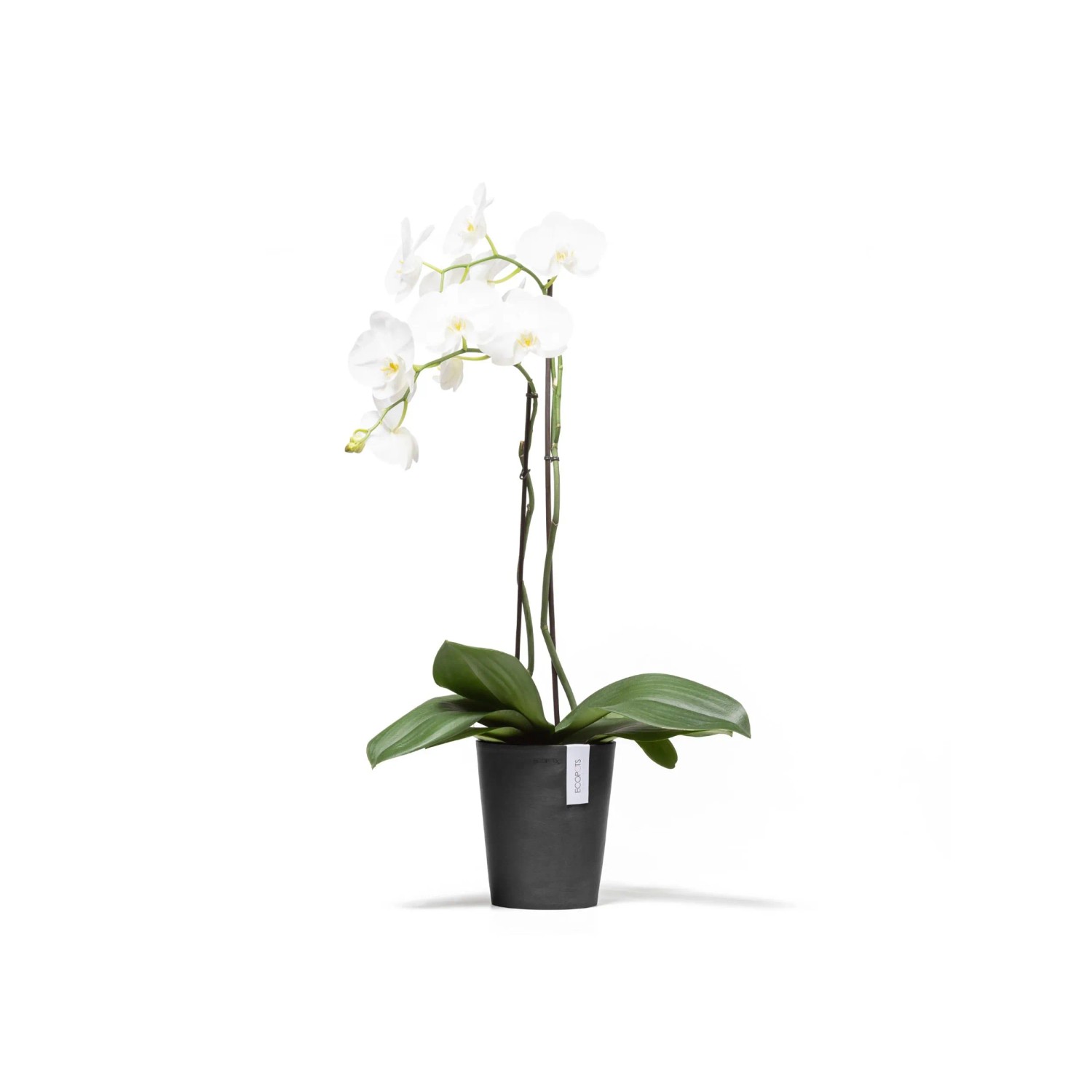 Ecopots Pflanztopf Morinda, dunkelgrau, 17x19cm mit weißer Orchidee. Ideal für Innen- und Außenbereich.