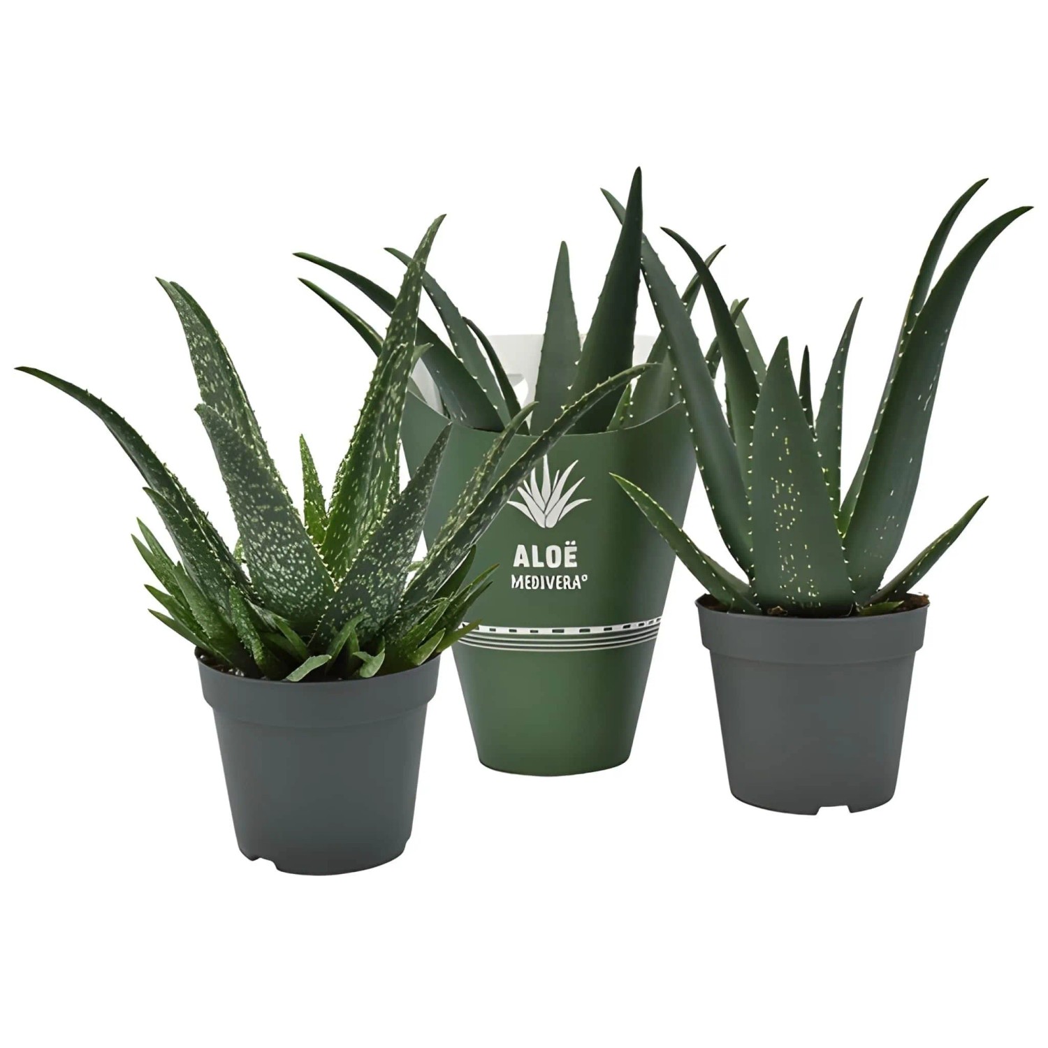 Aloe "Medivera" Auswahl Topf-Ø ca. 14 cm