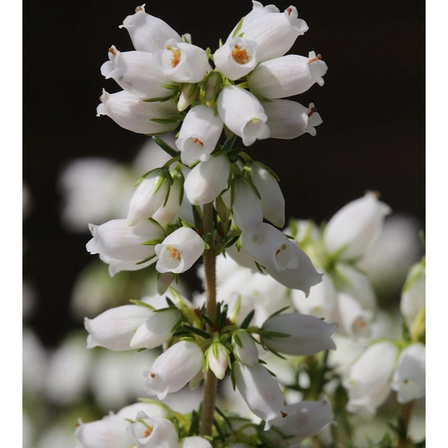 10x Grauheide Alba Major - Erica cinerea günstig online kaufen