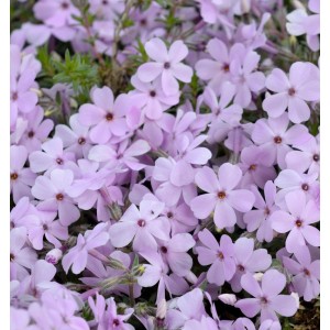 Nahaufnahme der zarten, lachsfarbenen Blüten der Niedrigen Flammenblume 'Lachsjuwel'.