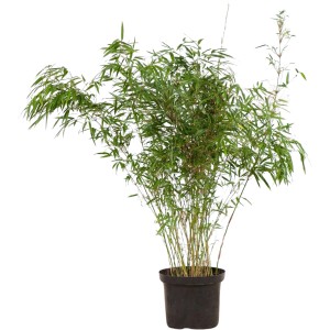 Schirmbambus Fargesia rufa, ca. 100-125 cm hoch, im Topf. Ideal als Hecke oder Solitär.