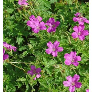 Blühender Storchenschnabel 'Rosenlicht' (Geranium oxonianum) mit pinkfarbenen Blüten und grünen Blättern.